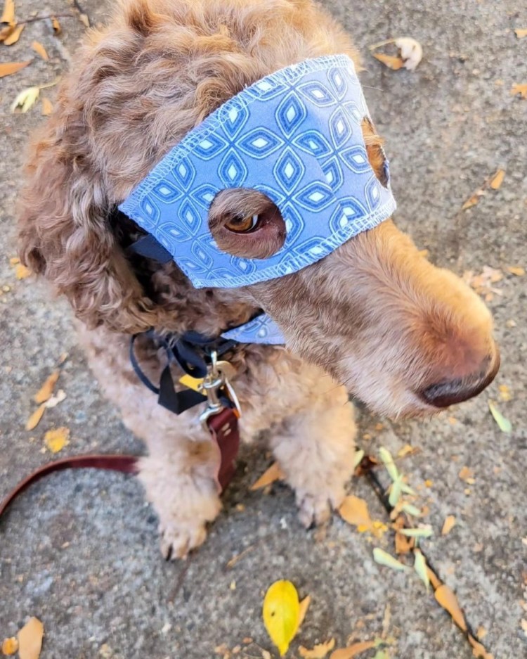 photo of standard poodle with fabric eye mask on
