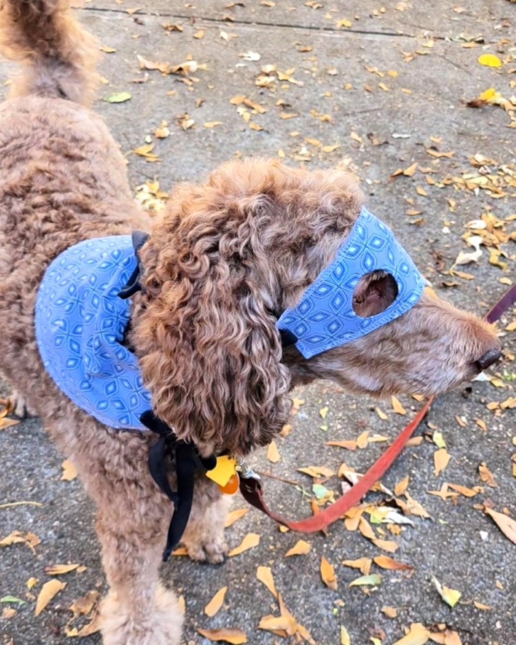 image of standard poodle wearing mask and cape repurposed from hospital patient gown