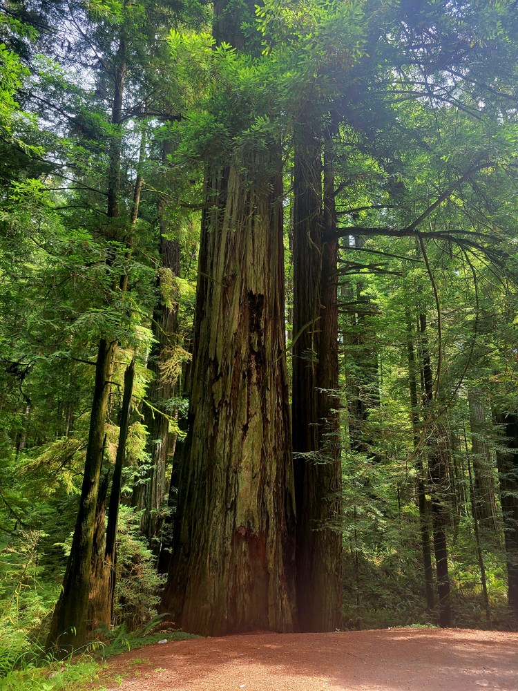 photo of redwood trees in california