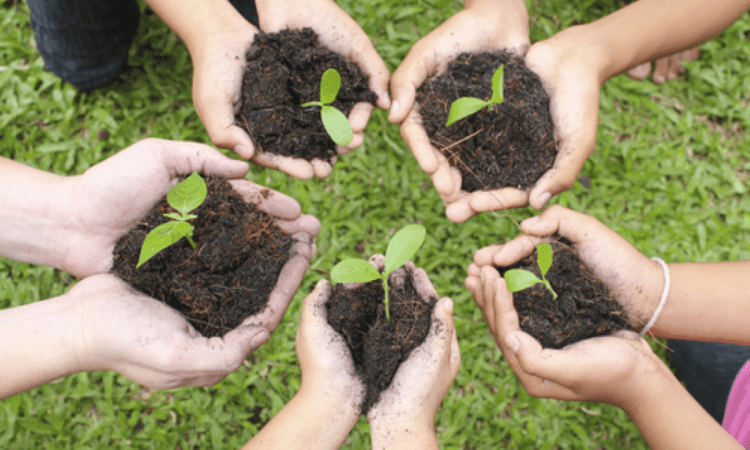 image of 5 childrens' hands holding dirt with seedlings sustainability for kids